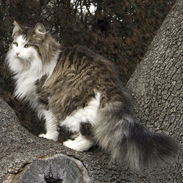 Norwegian Forest Cat, Noldor Forest, Norwegian Forest Cat breeder in Madrid